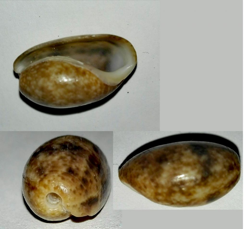 da identificare